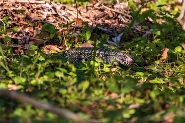 Black and white Tegu photographed in Linhares, Espirito Santo. Southeast of Brazil. Atlantic Forest Biome. Picture made in 2013.