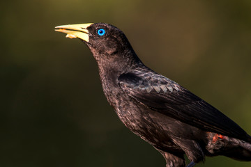 Red rumped Cacique photographed in Linhares, Espirito Santo. Southeast of Brazil. Atlantic Forest Biome. Picture made in 2013.