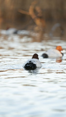 Fotografia naturalistica toscana