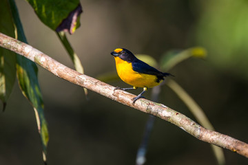 Violaceous Euphonia photographed in Linhares, Espirito Santo. Southeast of Brazil. Atlantic Forest Biome. Picture made in 2013.