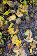 Herbstlaub in Nahaufnahme