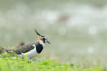 A Northern lapwing in a meadow near a pond