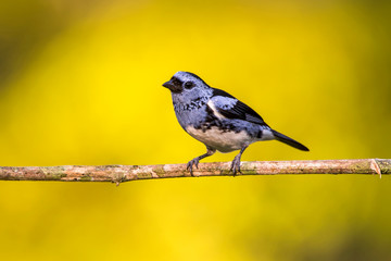 White bellied Tanager photographed in Linhares, Espirito Santo. Southeast of Brazil. Atlantic Forest Biome. Picture made in 2013.