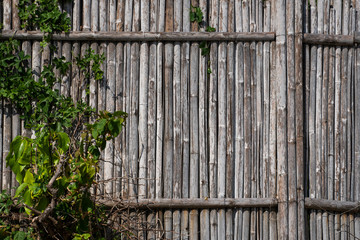 Dry bamboo fence with a plants which growing on it. Eco natural background concept.