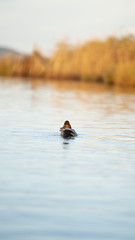 Fotografia naturalistica toscana