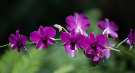 Purple orchid flowering.
