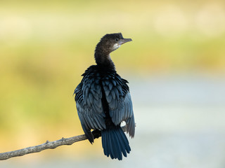A pygmy cormorant resting on a small branch near the water