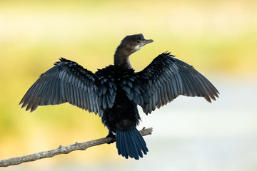 A pygmy cormorant resting on a small branch near the water