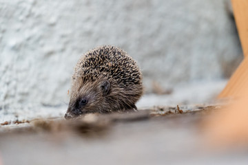 Igel erkundet eine Terrasse