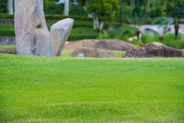 Focus nature green grass in golf court garden blur park on Sky, stone, palm tree background. Low angle shot style. Sunlight and flare background concept.