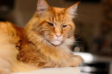 Close-up Portrait of Adorable Ginger Maine Coon Cat Curious Looking in Camera