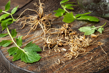 Cutting up valerian roots to prepare tincture