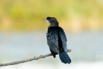A pygmy cormorant resting on a small branch near the water