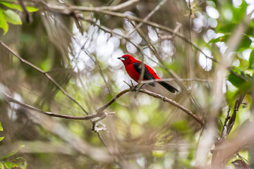 Brazilian Tanager photographed in Linhares, Espirito Santo. Southeast of Brazil. Atlantic Forest Biome. Picture made in 2013.