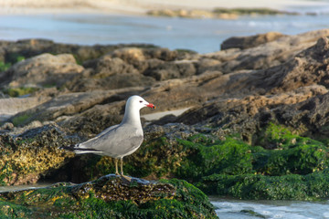 Fototapeta premium Seagull in a rocky cove, near a Mallorcan beach called Es Carbó