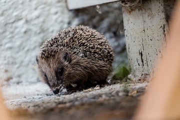 Obraz premium Igel erkundet eine Terrasse