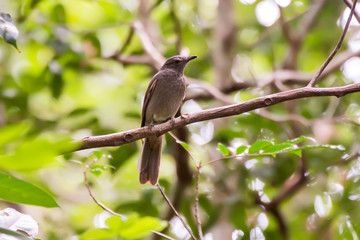 Screaming Piha photographed in Linhares, Espirito Santo. Southeast of Brazil. Atlantic Forest Biome. Picture made in 2013.