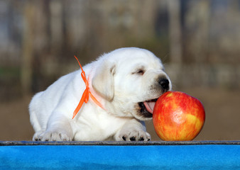 the labrador puppy on a blue background