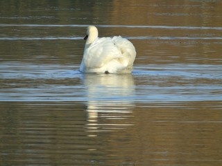 Łabędź niemy pływający dumnie po jeziorze © Katarzyna
