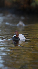 Fotografia naturalistica toscana