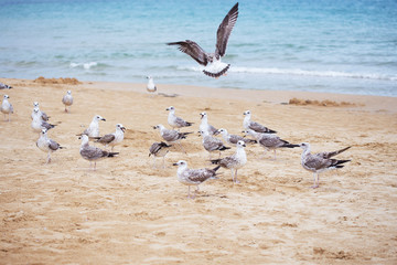 Gulls on beautiful sandy beaches of Bulgaria Nessebar