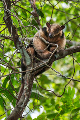 Southern tamandua  photographed in Linhares, Espirito Santo. Southeast of Brazil. Atlantic Forest Biome. Picture made in 2013.
