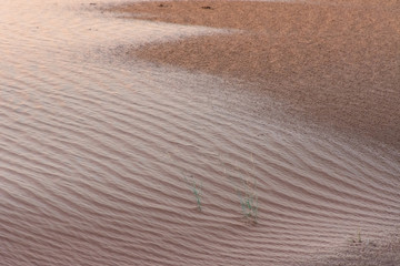Desert at sunset brings out yellow colored sand and highlighted the animal tracks across the rippled pattern in the sand.