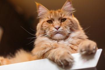 Close-up Portrait of Adorable Ginger Maine Coon Cat Curious Looking in Camera