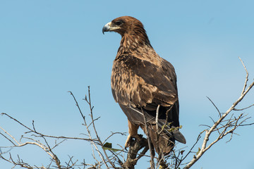 Aigle ravisseur,.Aquila rapax , Tawny Eagle