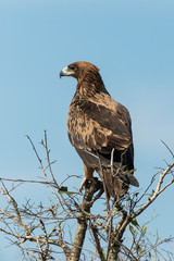 Aigle ravisseur,.Aquila rapax , Tawny Eagle