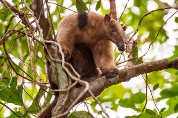 Southern tamandua  photographed in Linhares, Espirito Santo. Southeast of Brazil. Atlantic Forest Biome. Picture made in 2013.