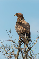 Aigle ravisseur,.Aquila rapax , Tawny Eagle