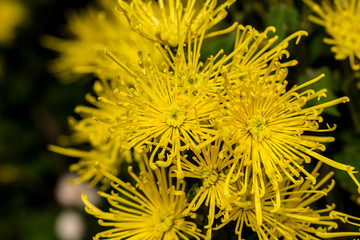 blurred yellow autumn flowers on defocused green background, floral decoration for birthday card or invitation with copy space for text