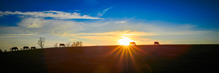 Fototapeta na wymiar Thoroughbred Horses Silhouette by the Setting Sun