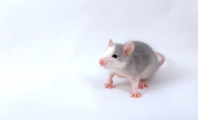 Rat - a symbol of the new year according to the Chinese calendar