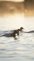 Fotografia naturalistica toscana