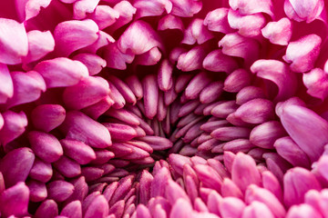 Obraz premium pink blooming flower petals textured background, defocused floral design template