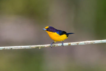Violaceous Euphonia photographed in Linhares, Espirito Santo. Southeast of Brazil. Atlantic Forest Biome. Picture made in 2013.