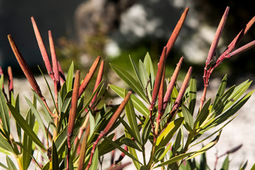 mature pods with oleander seeds