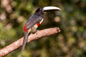 Black necked Aracari photographed in Linhares, Espirito Santo. Southeast of Brazil. Atlantic Forest Biome. Picture made in 2013.