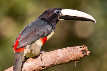 Black necked Aracari photographed in Linhares, Espirito Santo. Southeast of Brazil. Atlantic Forest Biome. Picture made in 2013.