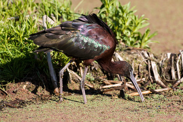Ibis falcinelle,.Plegadis falcinellus, Glossy Ibis