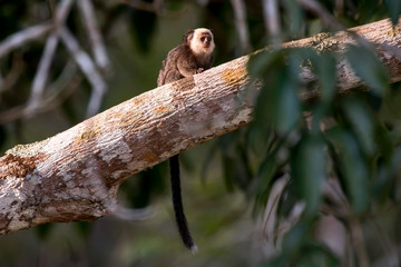 White headed marmoset photographed in Linhares, Espirito Santo. Southeast of Brazil. Atlantic Forest Biome. Picture made in 2013.