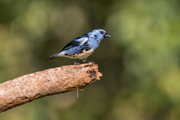 White bellied Tanager photographed in Linhares, Espirito Santo. Southeast of Brazil. Atlantic Forest Biome. Picture made in 2013.
