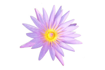 purple​ lotus​ flower blooming isolated​ on​ white​ background.