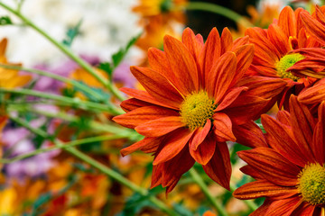 defocused background with macro blurred orange flowers, selective focus floral design decoration template with copy space for text