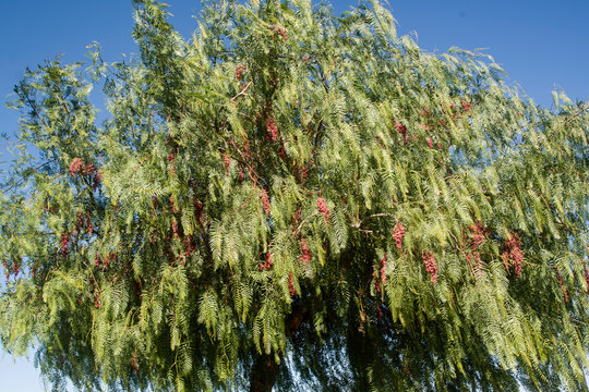 pepper from Peru with red fruits and blue sky