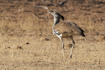 Outarde kori, parades, Ardeotis kori, Kori Bustard, Afrique du Sud