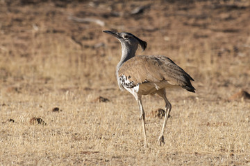 Outarde kori, parades, Ardeotis kori, Kori Bustard, Afrique du Sud
