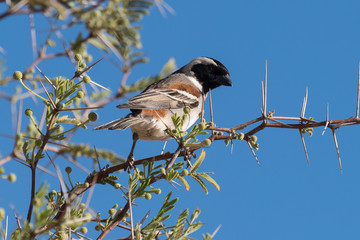 Républicain social,.Philetairus socius, Sociable Weaver, Parc national Kalahari Gemsbok, parc transfrontalier de Kgalagadi, Afrique du Sud